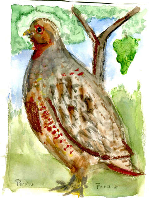 Rundbrief 195 Das Rebhuhn